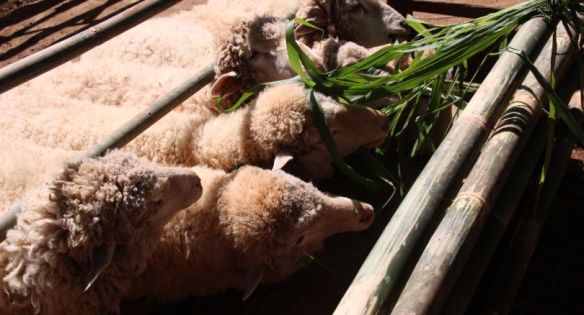 451c19b1f19c29bb8b1bdfaad0185a00-sld