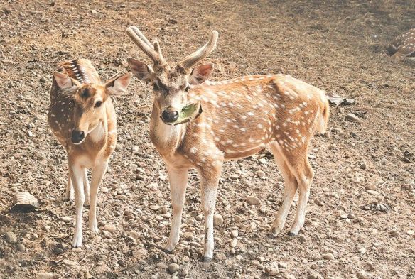 519c5e7ac0e8a58f5d18cb291e0bca0d