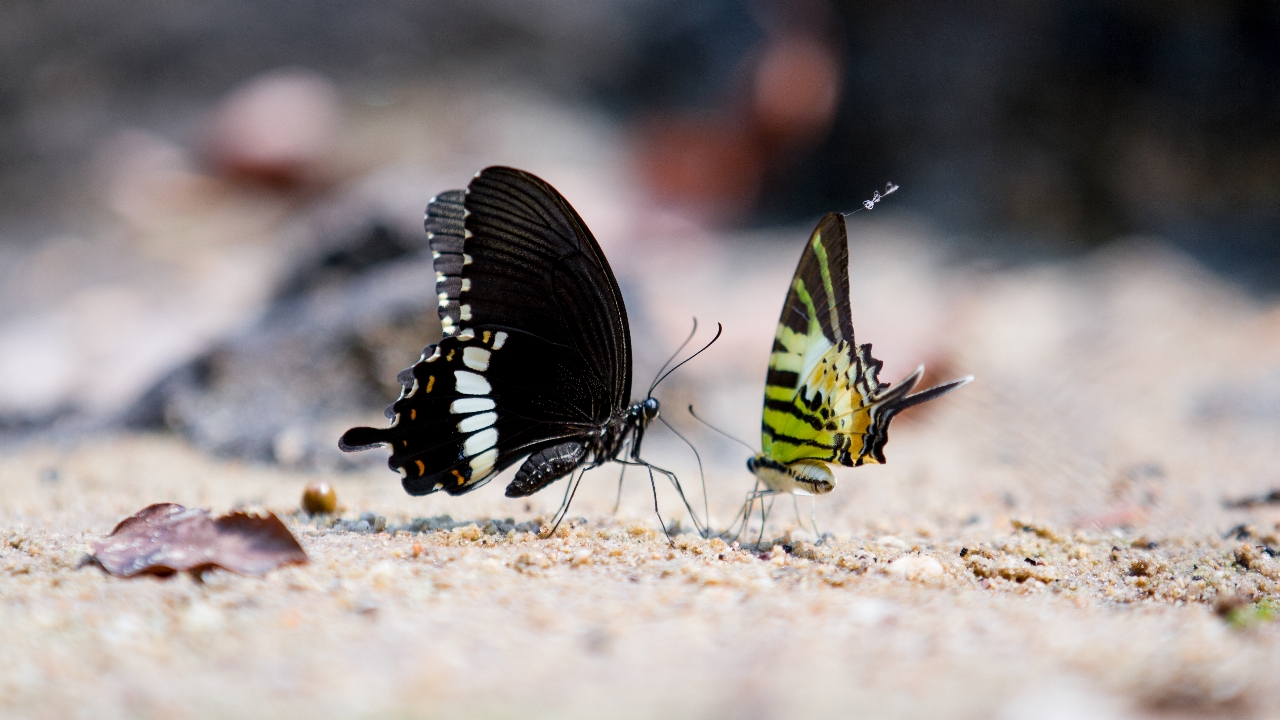 เทศกาลดูผีเสื้อ 2567 ณ อุทยานแห่งชาติปางสีดา ปีนี้จัดเต็มกิจกรรม และอีเวนต์เพียบ