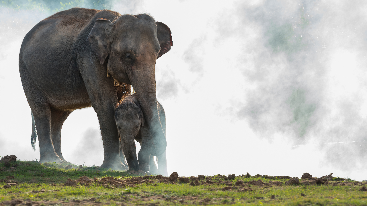 13 มีนาคม วันช้างไทย พร้อมพิกัดที่เที่ยวอนุรักษ์ช้าง