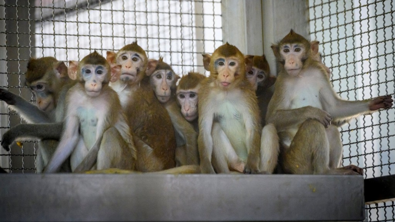 ผงะ ลิง 43 ตัว หลุดจากห้องแล็บวิจัยยา และวัคซีนในสหรัฐฯ จนท.เร่งตามจับ แนะปชช.อยู่แต่ในบ้าน