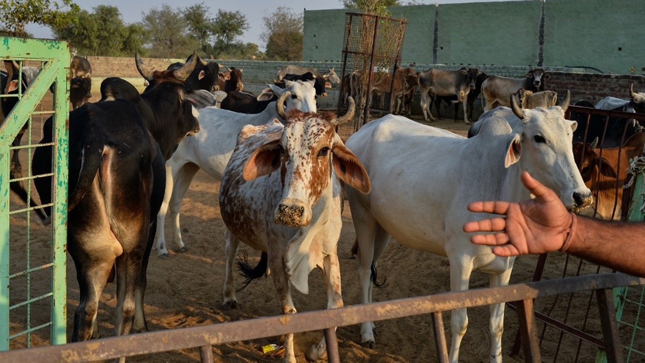 รัฐอัสสัมของอินเดีย สั่งห้ามบริโภคเนื้อวัวในที่สาธารณะ รวมร้านอาหาร