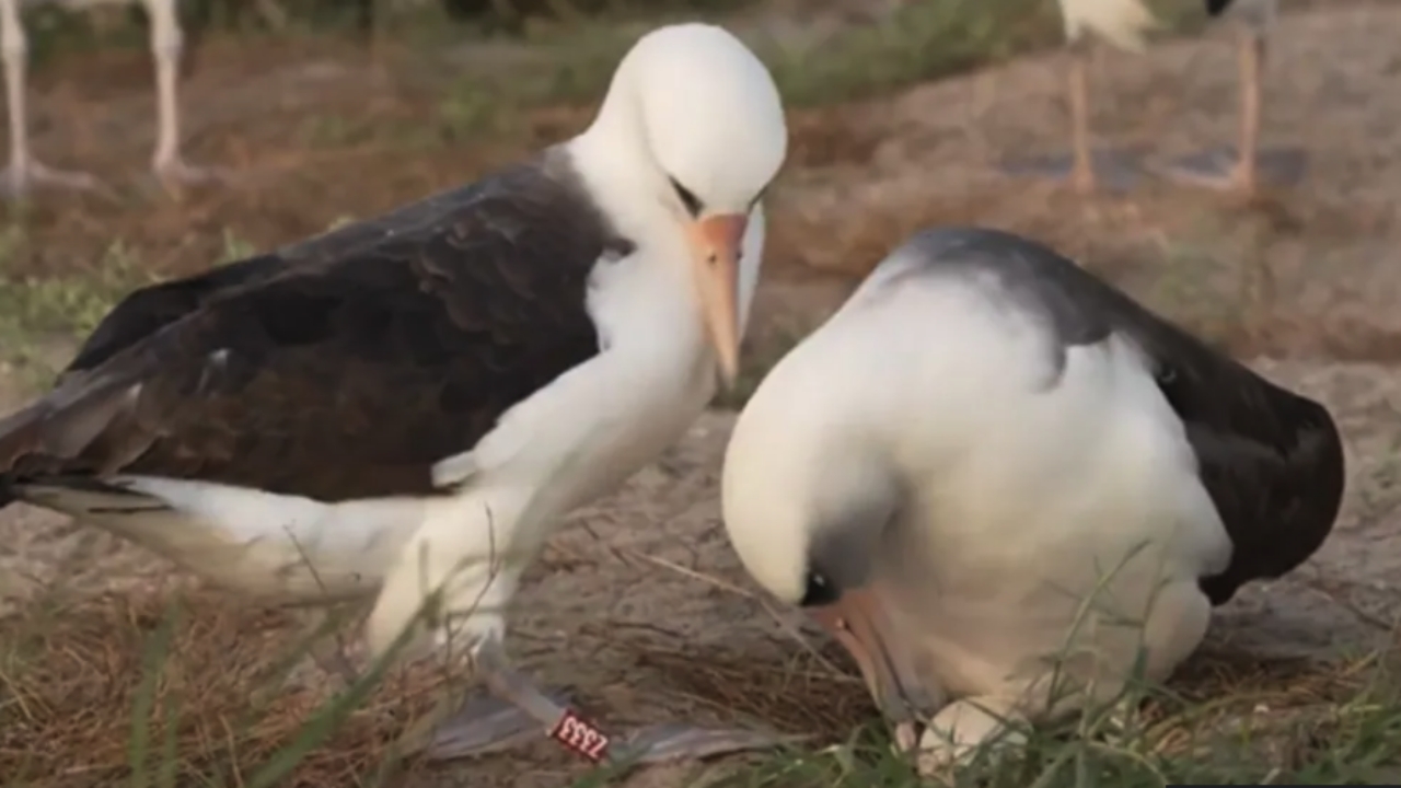 สุดทึ่ง นกป่าที่อายุมากที่สุดในโลก วางไข่ด้วยอายุ 74 ปี