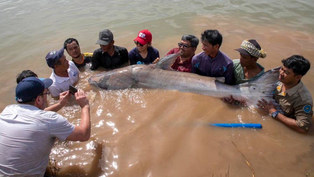 ตะลึง กัมพูชาพบปลาบึกใกล้สูญพันธุ์ 6 ตัวในแม่น้ำโขง